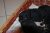 Cucciolata R